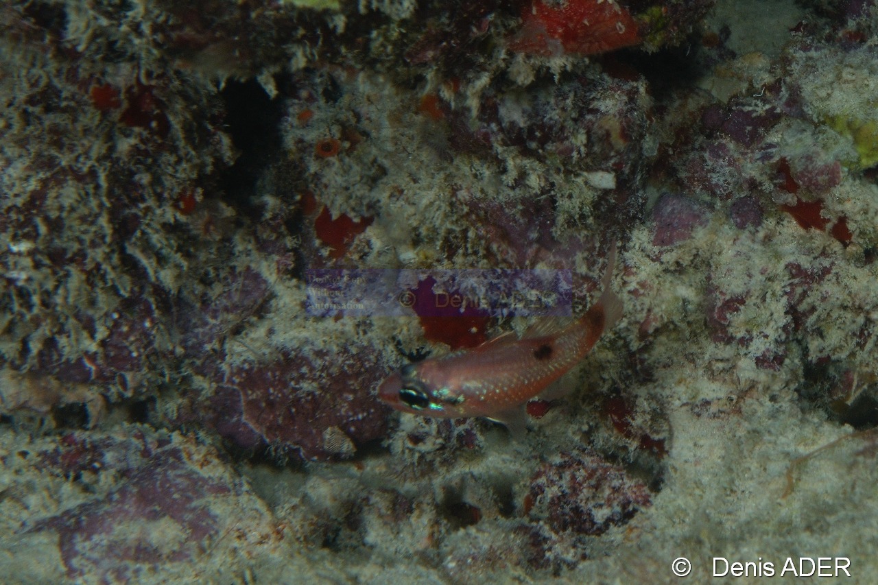 Apogon maculatus-Bonaire Buddy Reef-6m-20180218nuit-Denis-ADER-DSC_6371_tn.jpg